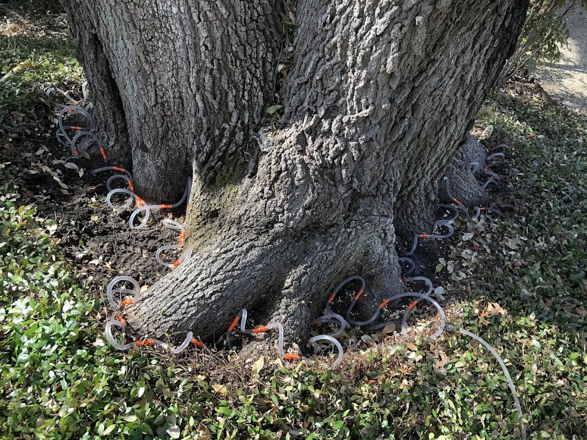Detailed Tree Cabling and Bracing job site in Felts Mills