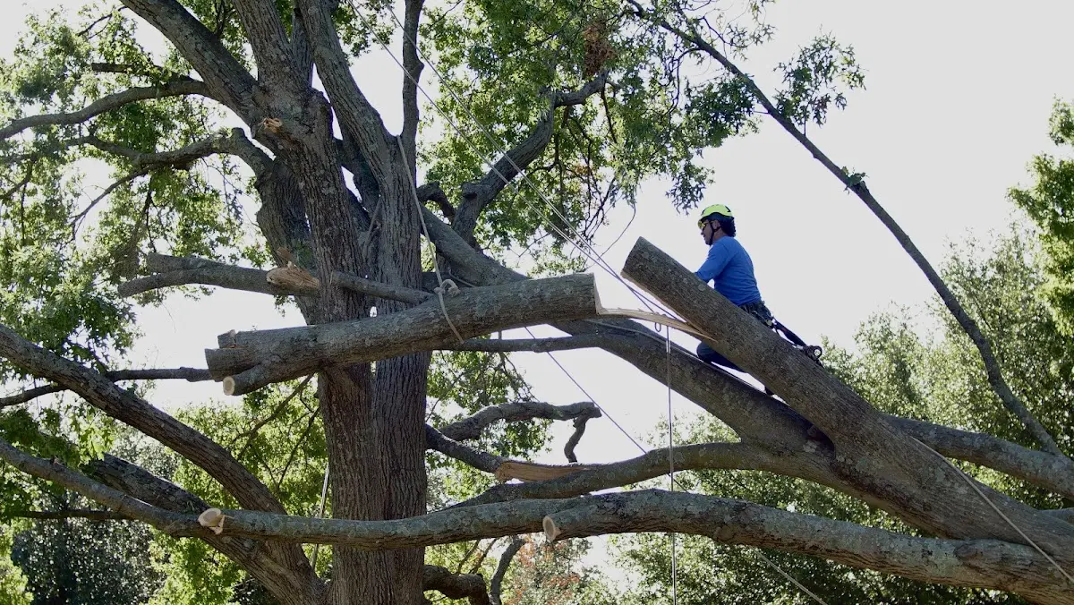 Professional Crown Thinning performed by certified arborists in Felts Mills